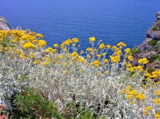isola giannutri 02