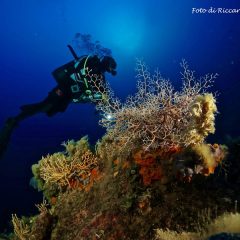 diving elba gallery 1 diving elba gallery 1