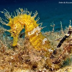 diving elba gallery 3 diving elba gallery 3