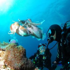 diving elba gallery 6 diving elba gallery 6