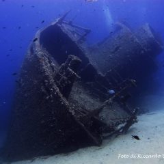 diving elba gallery 7 diving elba gallery 7
