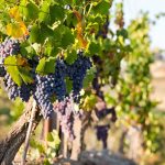 wine grapes Tuscany wine and vineyards